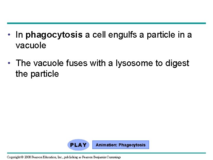  • In phagocytosis a cell engulfs a particle in a vacuole • The