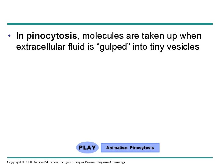  • In pinocytosis, molecules are taken up when extracellular fluid is “gulped” into