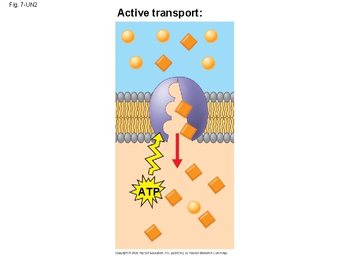 Fig. 7 -UN 2 Active transport: ATP 