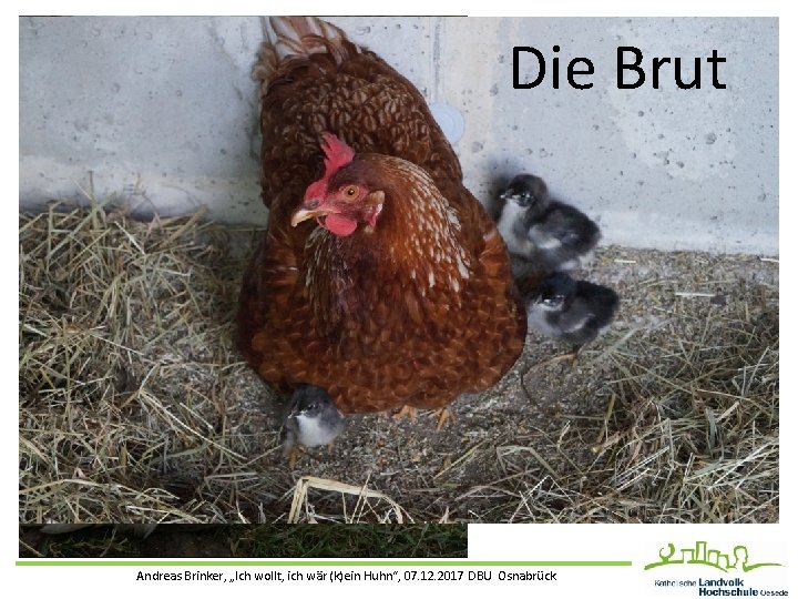 Die Brut Andreas Brinker, „Ich wollt, ich wär (k)ein Huhn“, 07. 12. 2017 DBU