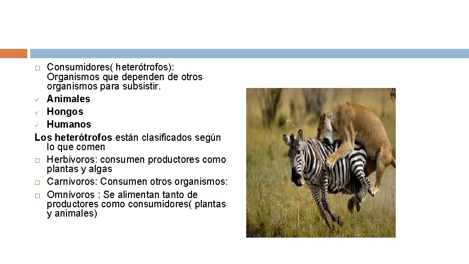 Consumidores( heterótrofos): Organismos que dependen de otros organismos para subsistir. ü Animales ü Hongos