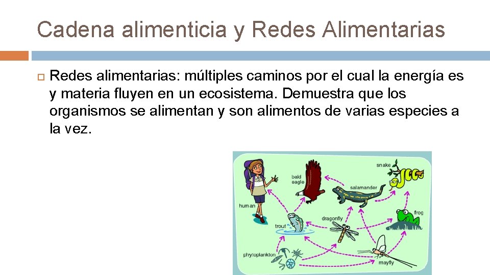 Cadena alimenticia y Redes Alimentarias Redes alimentarias: múltiples caminos por el cual la energía