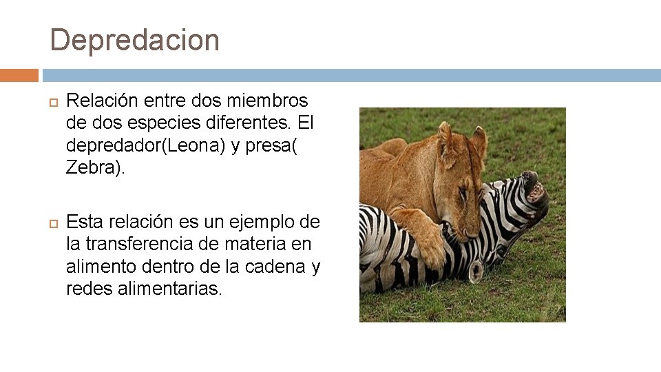 Depredacion Relación entre dos miembros de dos especies diferentes. El depredador(Leona) y presa( Zebra).