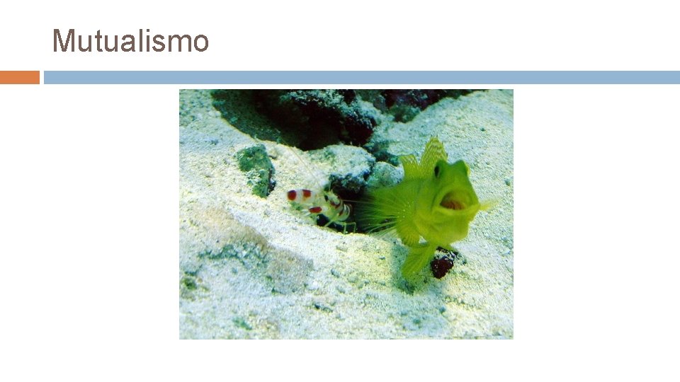 Mutualismo 