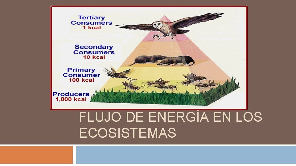 FLUJO DE ENERGÍA EN LOS ECOSISTEMAS 