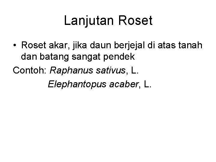 Lanjutan Roset • Roset akar, jika daun berjejal di atas tanah dan batang sangat
