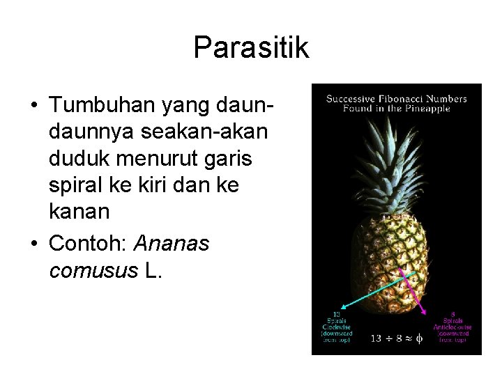 Parasitik • Tumbuhan yang daunnya seakan-akan duduk menurut garis spiral ke kiri dan ke