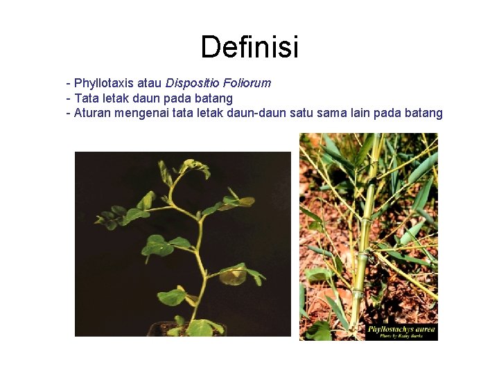 Definisi - Phyllotaxis atau Dispositio Foliorum - Tata letak daun pada batang - Aturan
