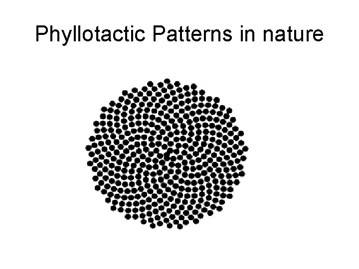 Phyllotactic Patterns in nature 