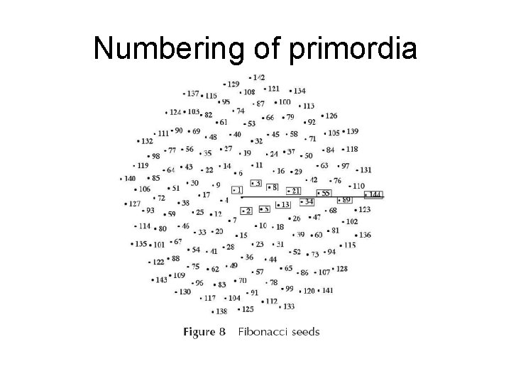 Numbering of primordia 