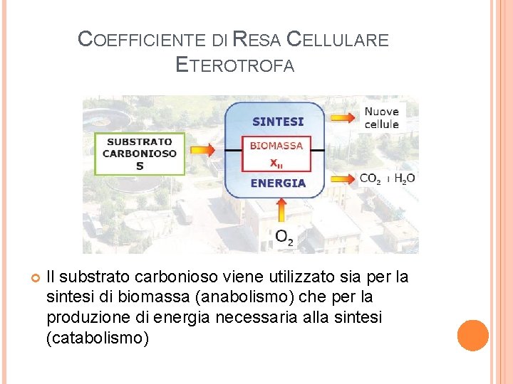 COEFFICIENTE DI RESA CELLULARE ETEROTROFA Il substrato carbonioso viene utilizzato sia per la sintesi