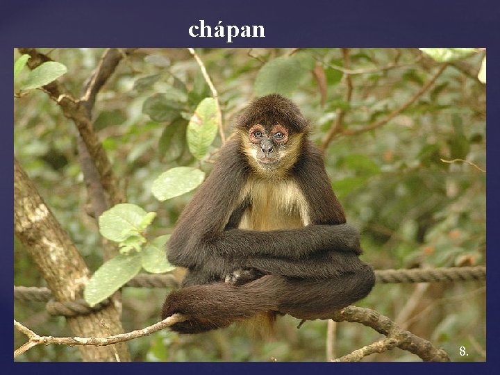 chápan 8. 