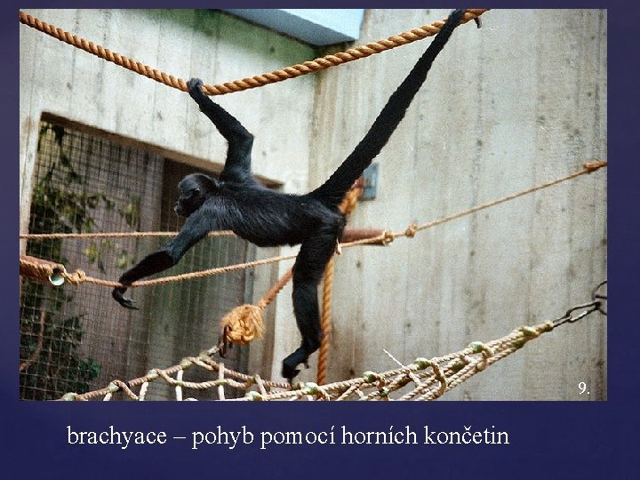 9. brachyace – pohyb pomocí horních končetin 