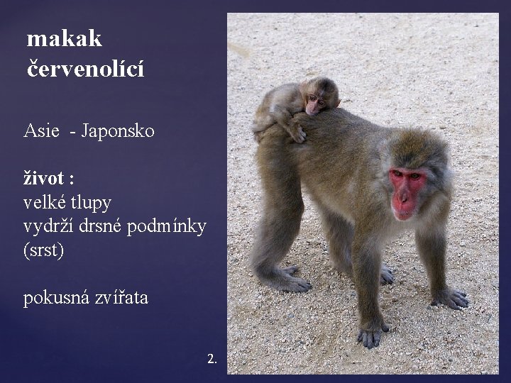 makak červenolící Asie - Japonsko život : velké tlupy vydrží drsné podmínky (srst) pokusná