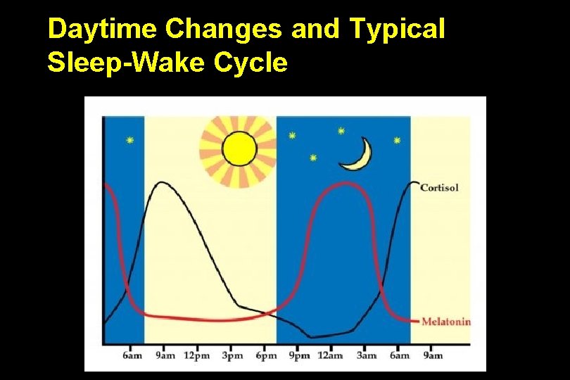 Daytime Changes and Typical Sleep-Wake Cycle 