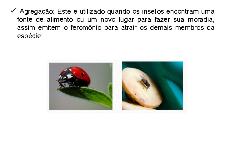 ü Agregação: Este é utilizado quando os insetos encontram uma fonte de alimento ou