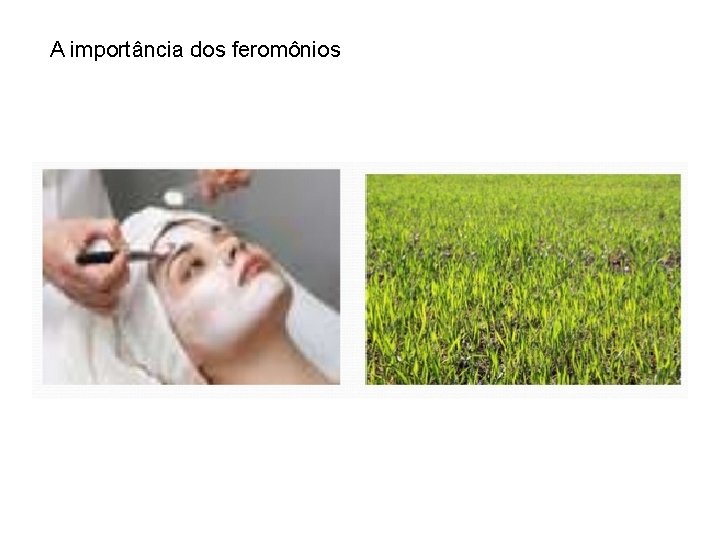 A importância dos feromônios 