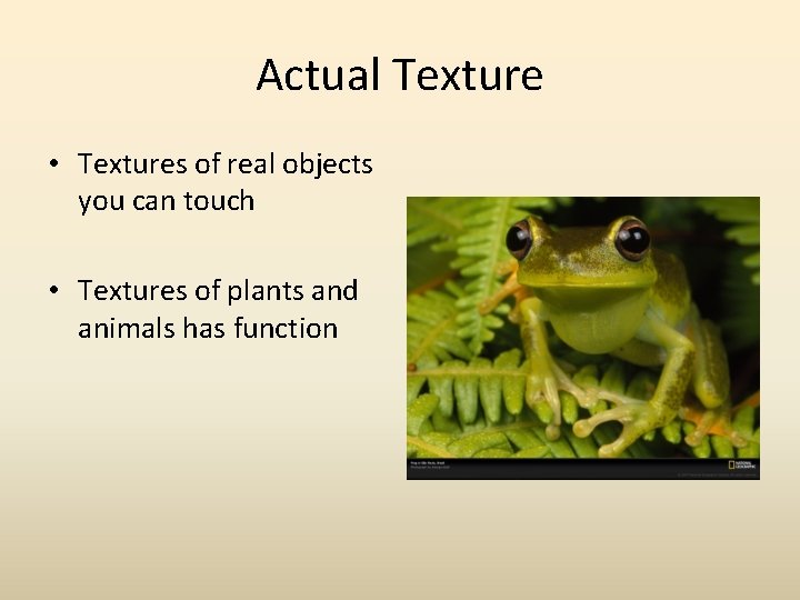 Actual Texture • Textures of real objects you can touch • Textures of plants