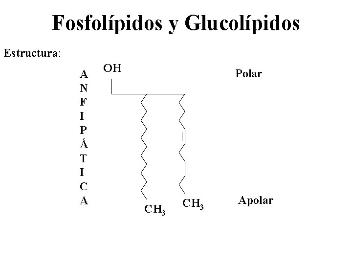 Fosfolípidos y Glucolípidos Estructura: A N F I P Á T I C A