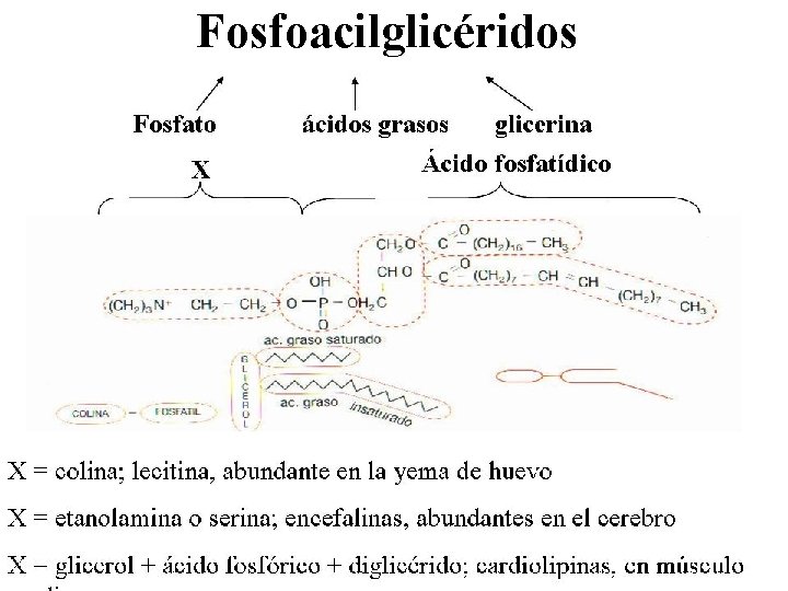Fosfoacilglicéridos 