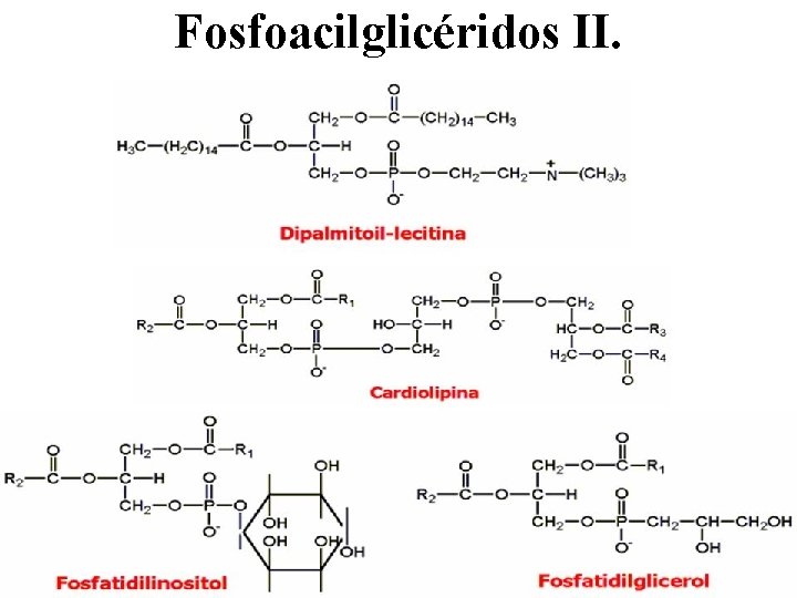Fosfoacilglicéridos II. 
