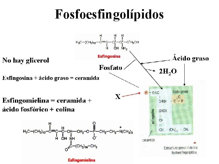 Fosfoesfingolípidos 
