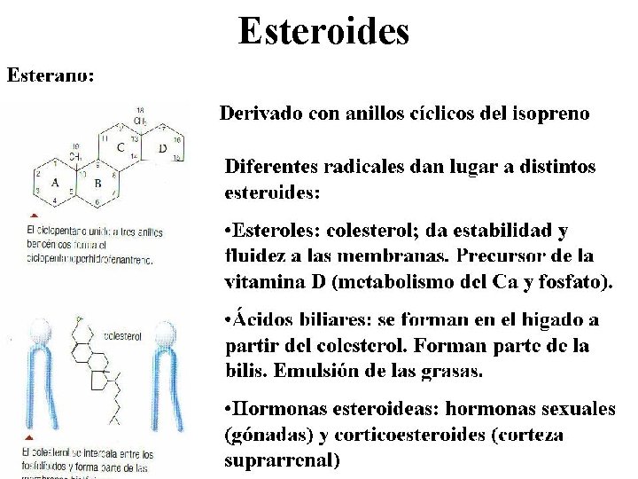 Esteroides 