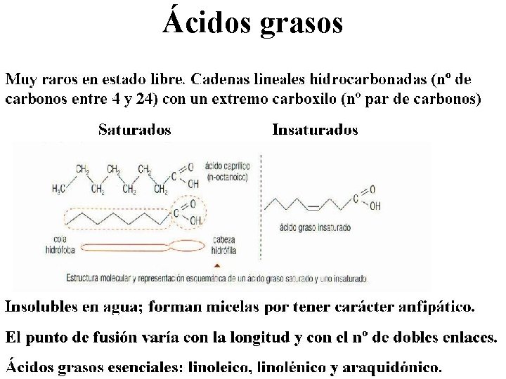 Ácidos grasos 