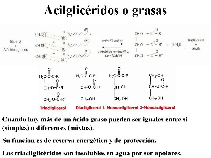 Acilglicéridos o grasas 