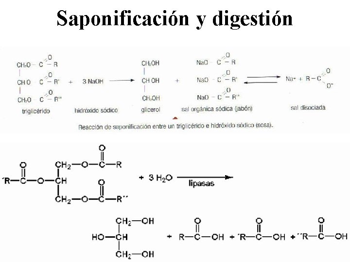 Saponificación y digestión 