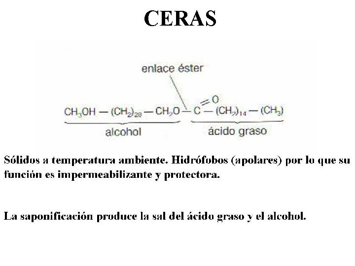 CERAS 