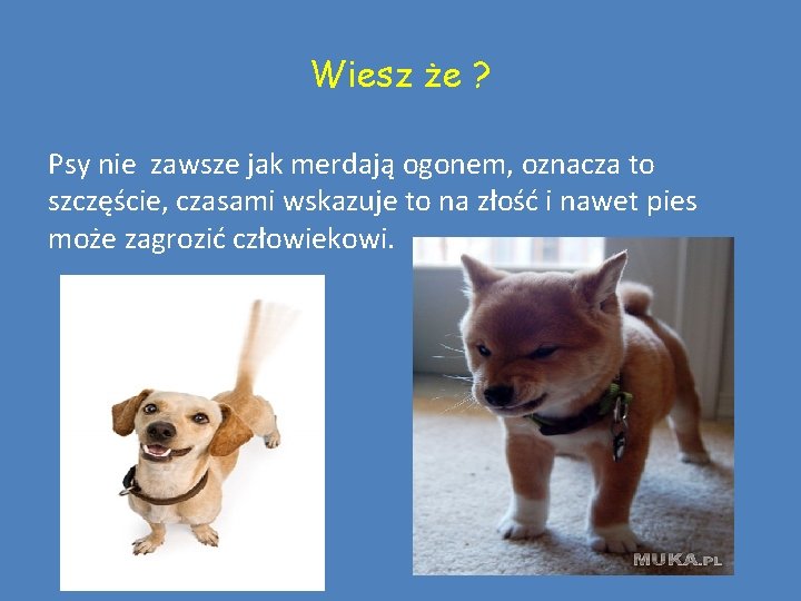 Wiesz że ? Psy nie zawsze jak merdają ogonem, oznacza to szczęście, czasami wskazuje