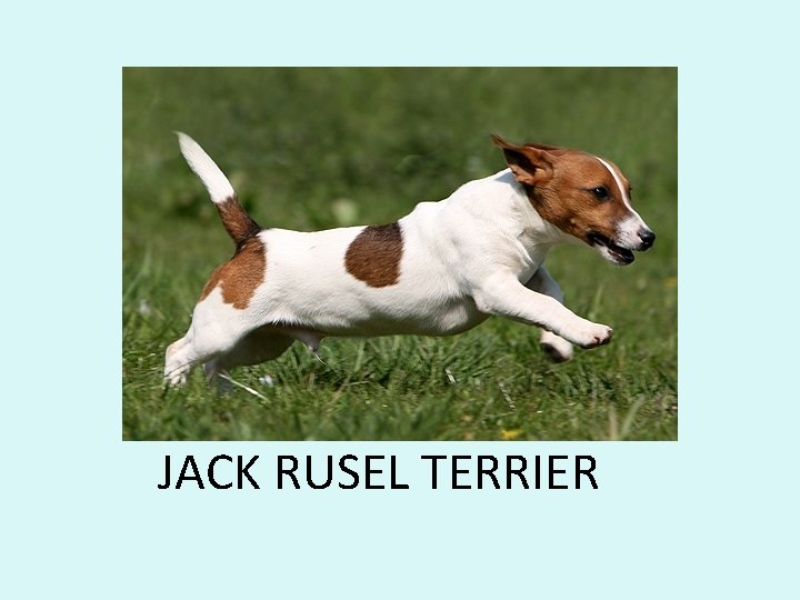 JACK RUSEL TERRIER 