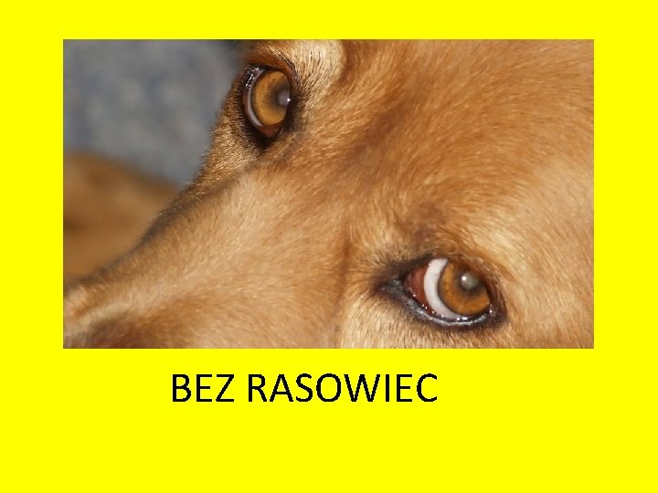 BEZ RASOWIEC 