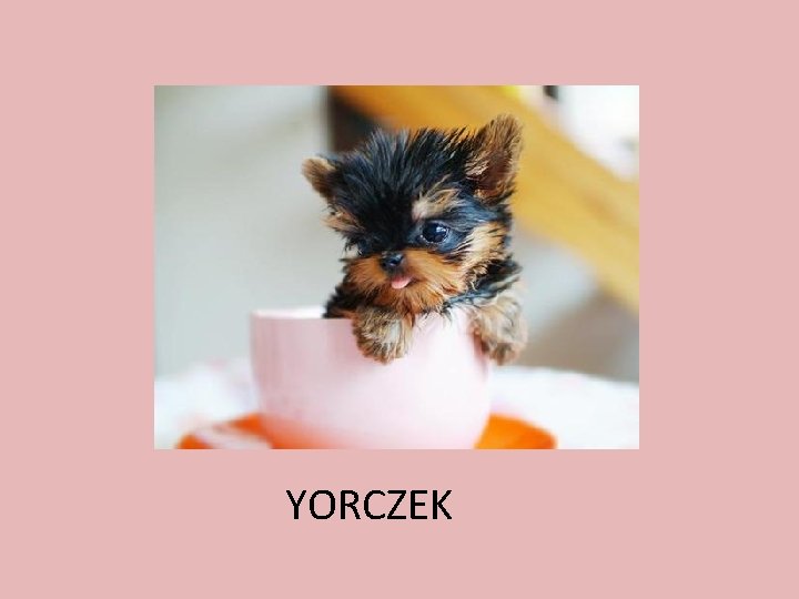 YORCZEK 