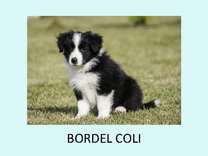 BORDEL COLI 