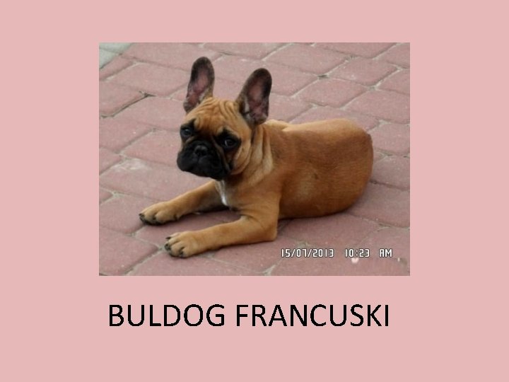 BULDOG FRANCUSKI 