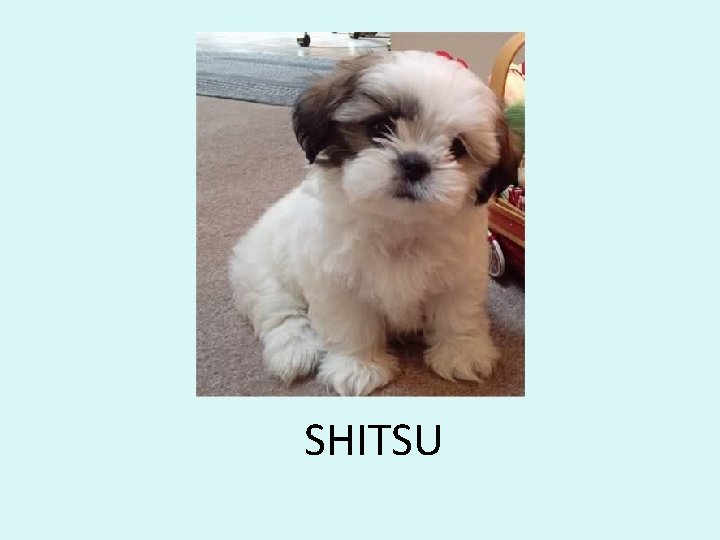 SHITSU 