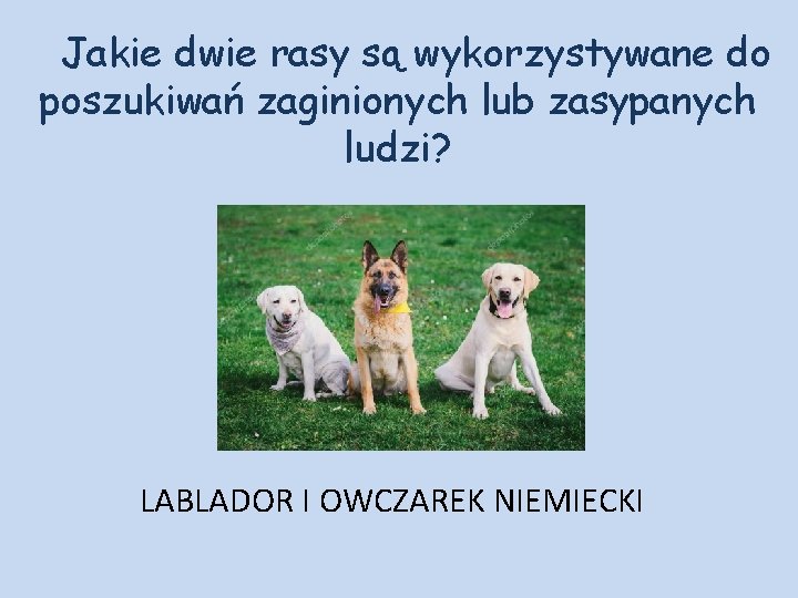 Jakie dwie rasy są wykorzystywane do poszukiwań zaginionych lub zasypanych ludzi? LABLADOR I OWCZAREK