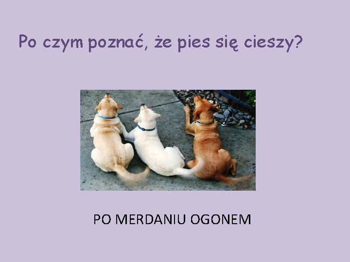 Po czym poznać, że pies się cieszy? PO MERDANIU OGONEM 