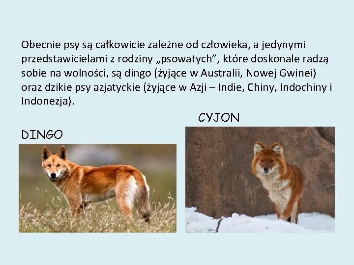 Obecnie psy są całkowicie zależne od człowieka, a jedynymi przedstawicielami z rodziny „psowatych”, które