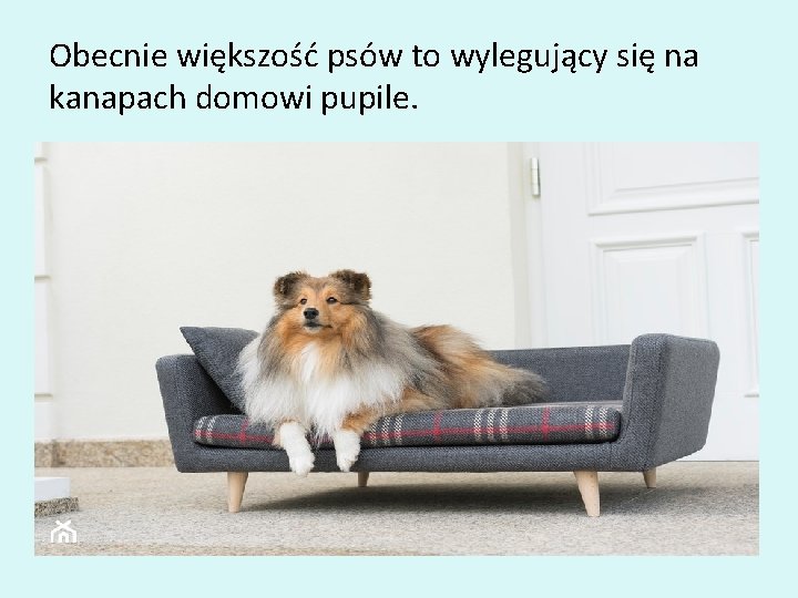 Obecnie większość psów to wylegujący się na kanapach domowi pupile. 