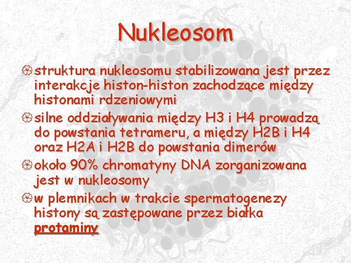 Nukleosom { struktura nukleosomu stabilizowana jest przez interakcje histon-histon zachodzące między histonami rdzeniowymi {