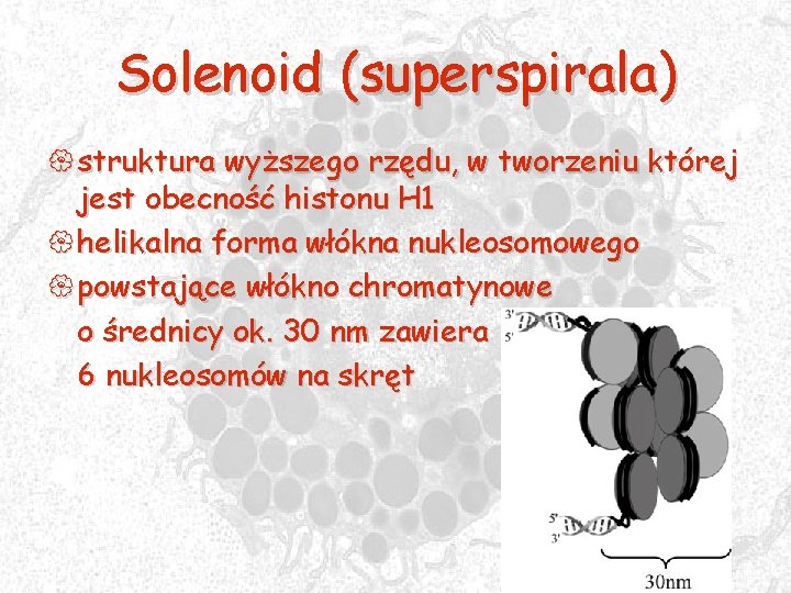 Solenoid (superspirala) { struktura wyższego rzędu, w tworzeniu której jest obecność histonu H 1