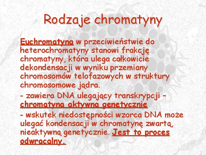 Rodzaje chromatyny Euchromatyna w przeciwieństwie do heterochromatyny stanowi frakcję chromatyny, która ulega całkowicie dekondensacji