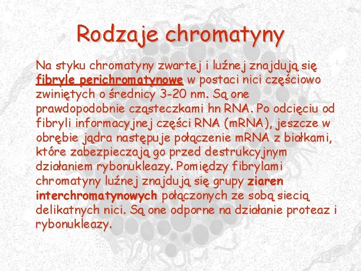 Rodzaje chromatyny Na styku chromatyny zwartej i luźnej znajdują się fibryle perichromatynowe w postaci