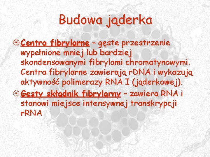 Budowa jąderka { Centra fibrylarne – gęste przestrzenie wypełnione mniej lub bardziej skondensowanymi fibrylami