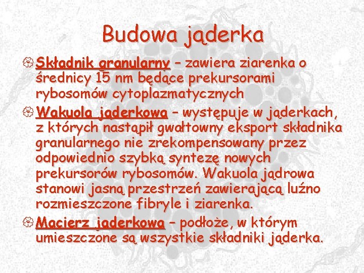 Budowa jąderka { Składnik granularny – zawiera ziarenka o średnicy 15 nm będące prekursorami