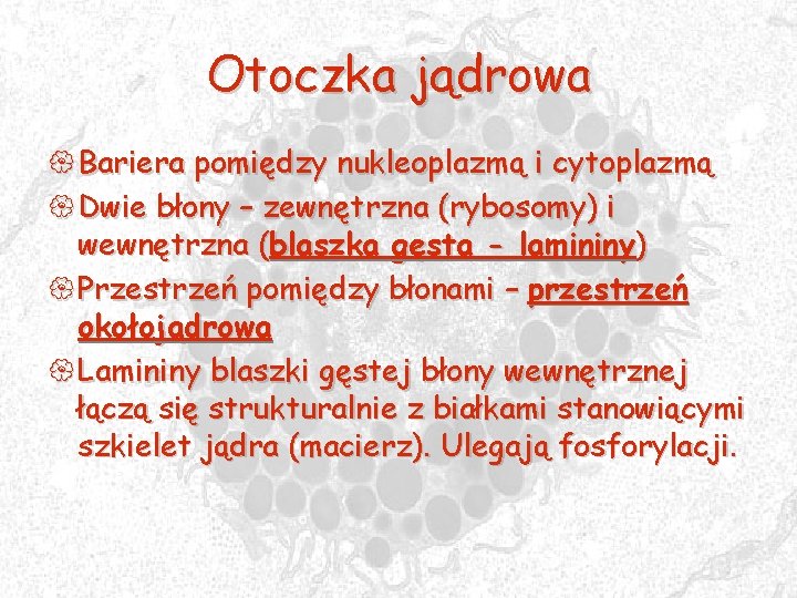 Otoczka jądrowa { Bariera pomiędzy nukleoplazmą i cytoplazmą { Dwie błony – zewnętrzna (rybosomy)