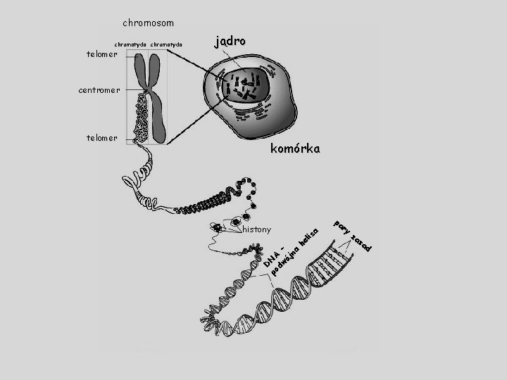 chromosom chromatyda telomer jądro centromer histony he lis a komórka D po NA dw